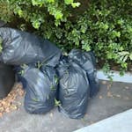 6 bags garden waste 6 bags of garden waste - shrub cuttings and weeds SE11