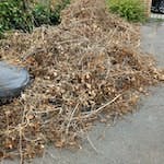 Garden waste (hedge cut down) as per picture BN26