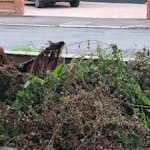 garden waste clippings from front garden trees and bushes E4