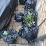 garden waste bags of garden waste, Cardboard boxes, broken garden umbrella SW16