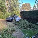 garden waste just hedge cuttings and branches DY10
