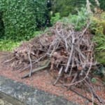 Pile of branches from garden Pile of laurel branches from garden. LU6