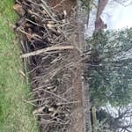 garden waste and broken fence chopped branches and broken wood fencing KT3